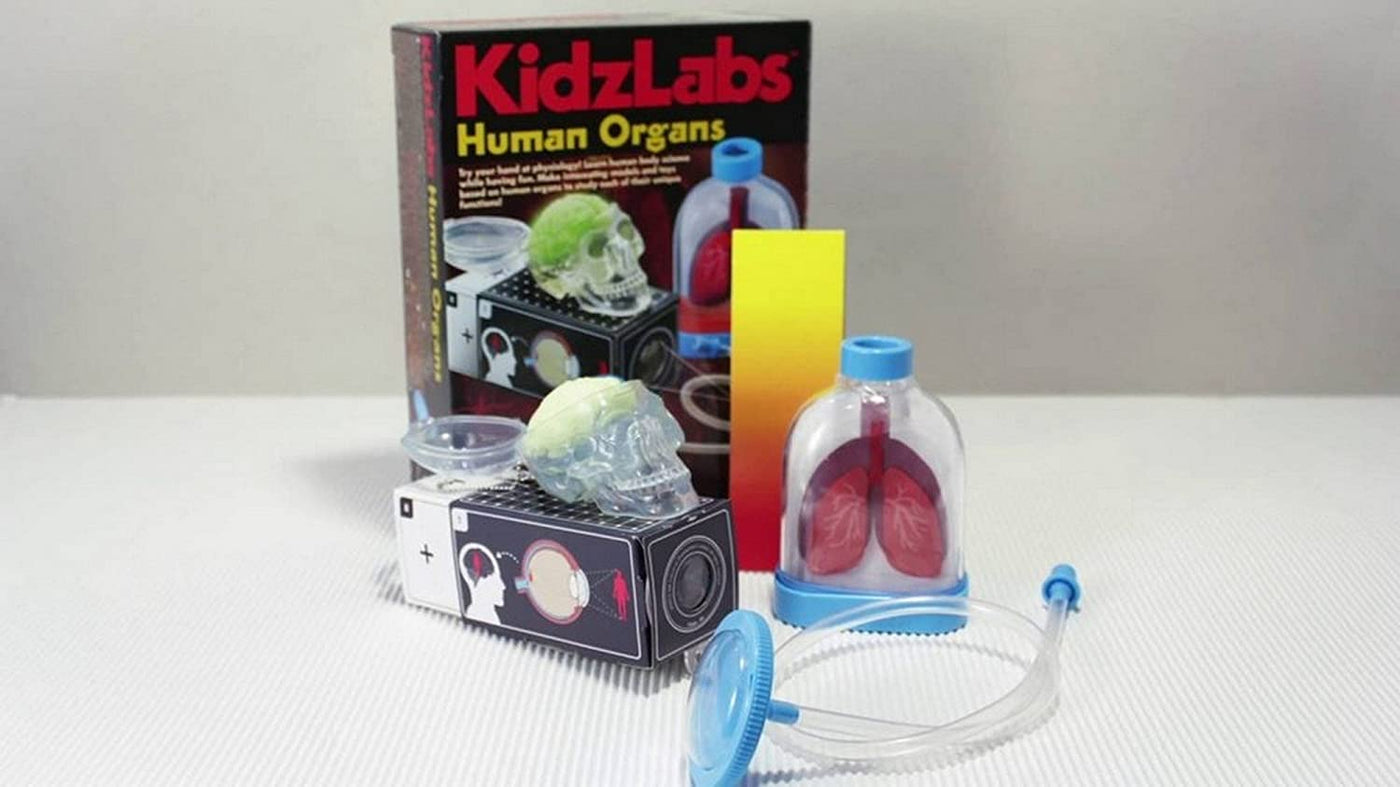 Kidz Labs - Human Organs | 4M