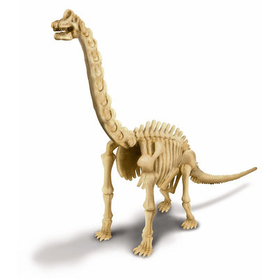 Kidz Labs - Skeleton Brachiosaurus | 4M